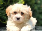 Apricot Renk F2 Maltipoo Yavrumuz