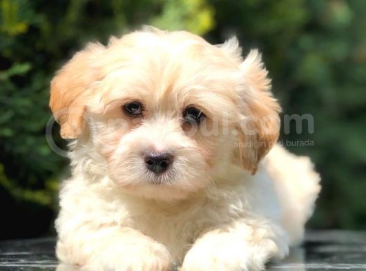 Apricot Renk F2 Maltipoo Yavrumuz görsel
