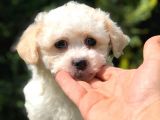 Görenleri Güzelliğiyle Hayran Bırakan Maltipoo Yavrumuz