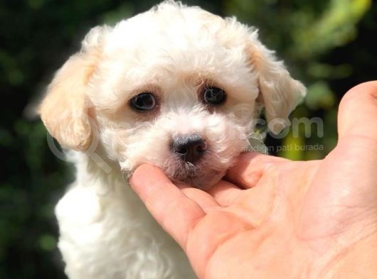 Görenleri Güzelliğiyle Hayran Bırakan Maltipoo Yavrumuz görsel