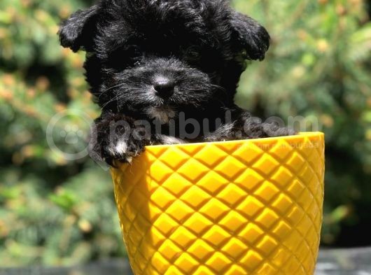Özel Ve Nadir Renkteki Black Maltipoo Yavrumuz görsel