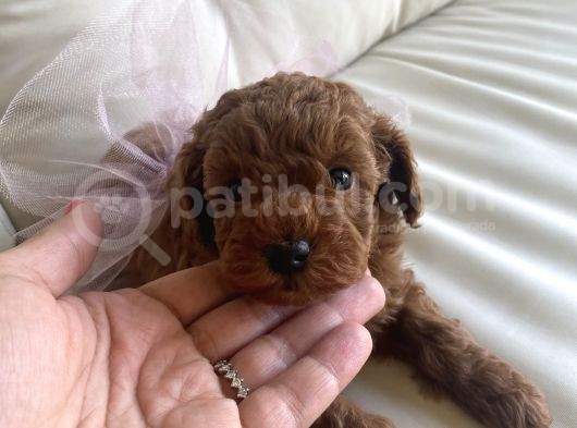 Toy Poddle Yavruları görsel