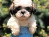 Three Color Xs Morkie Yavrumuz