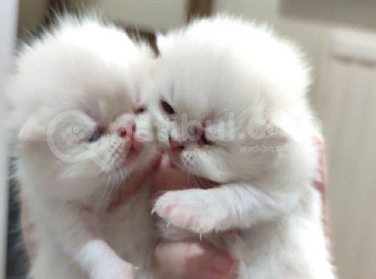 Exotic Shorthair Ve Exotic Longhair Yavrular