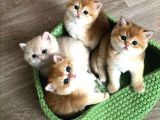 British Shorthair Yavrular
