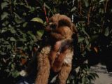Ruhsatlı Üretim Çiftliğimizden Maltipoo Yavrular