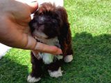 Ruhsatlı Üretim Çiftliğimizden Maltipoo Yavrular
