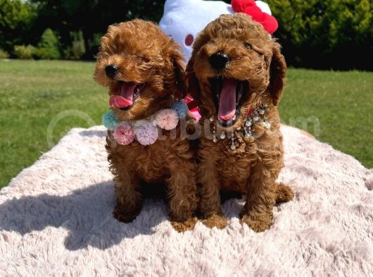 Toy Poodle Oyuncak Yavrular görsel