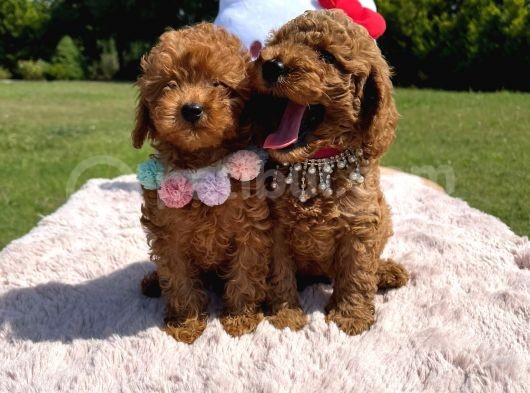 Toy Poodle Oyuncak Yavrular