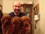 Toy Poodle Yavrular