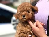 Türki̇yeni̇n En Güzel Toy Poodle Yavrulari