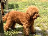 Toy Poodle Yavrularimiz