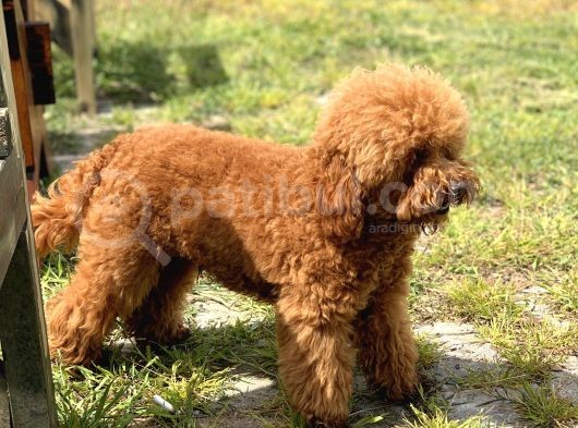 Toy Poodle Yavrularimiz görsel