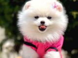 Safkan Pomeranian Boo Yavrularımız