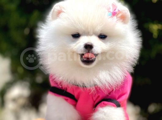 Safkan Pomeranian Boo Yavrularımız görsel