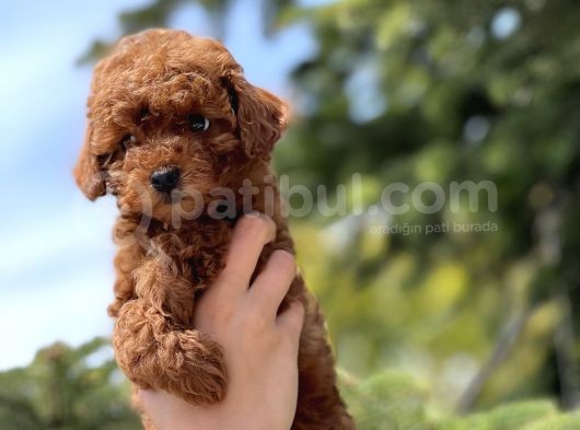 Red Toy Poodle Bebekler görsel