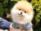 Safkan Pomeranian Boo Yavrularımız