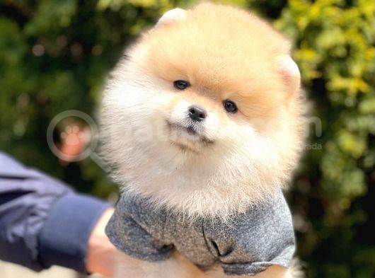 Safkan Pomeranian Boo Yavrularımız görsel