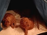 Toy Poodle Yavrular