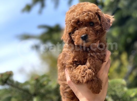 Red Toy Poodle Bebekler görsel