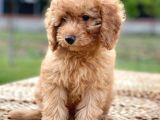 Apri̇kot Poodle Di̇şi̇ Yavrular