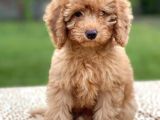 Apri̇kot Poodle Di̇şi̇ Yavrular