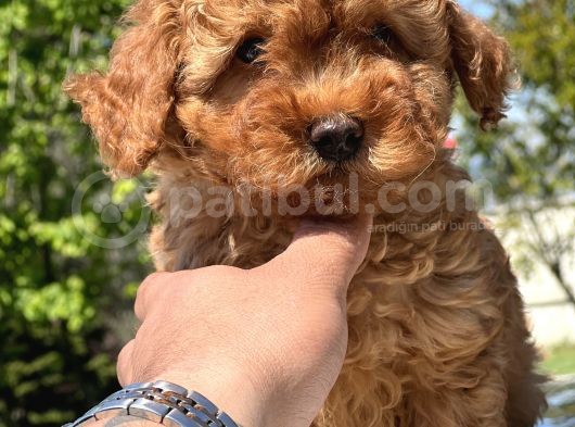 Türki̇yeni̇n En Güzel Toy Poodle Yavrulari görsel
