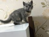 Scottish Fold Ve Straight Yavrular Yeni Yuvalarını Bekliyo