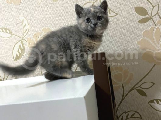 Scottish Fold Ve Straight Yavrular Yeni Yuvalarını Bekliyo görsel