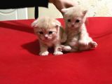 Scottish Fold Ve Straight Yavrular Yeni Yuvalarını Bekliyo