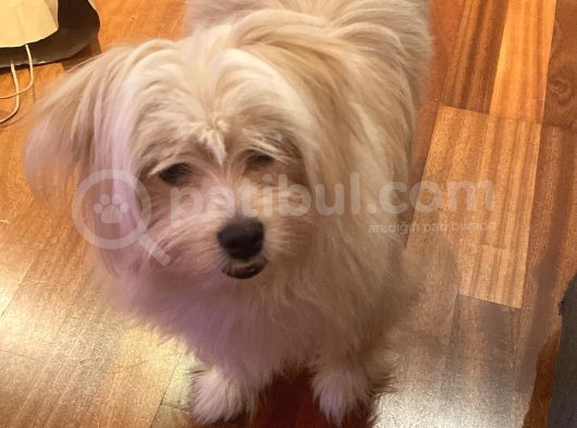 Özel Tüylü Maltese Terri̇er görsel