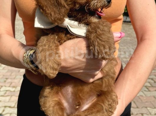 2 Aylik Erkek Toy Poodle görsel