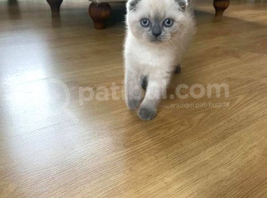 2 Aylık Scotishfold Bluepoint Dişi Istanbul görsel