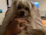 Özel Tüylü Maltese Terri̇er