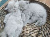 British Shorthair Lilac