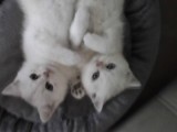 Bir Dişi Bir Erkek Beyaz British Shorthair Yavrular
