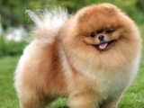 İrk ve Saglik Garantili Pomeranian Yavrularimiz