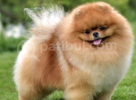 Safkan Pomeranian Yavrularimiz görsel