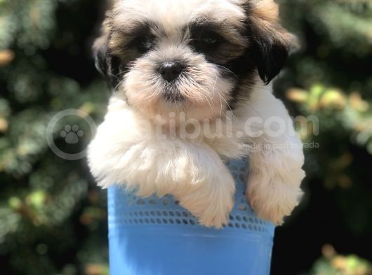 Triecolor Xsmall Morkie görsel