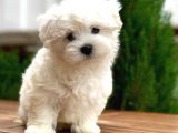 Maltese Terrier Bebeklerımız