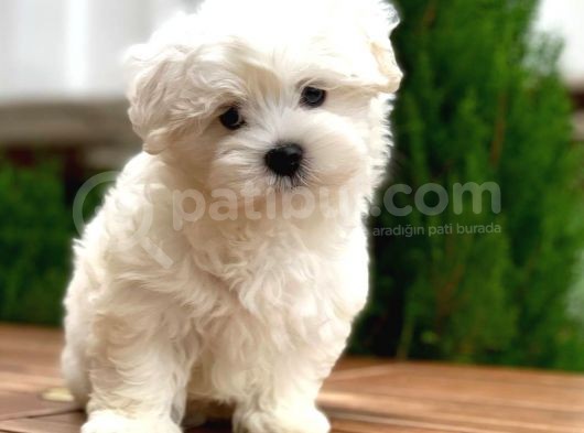 Maltese Terrier Bebeklerımız