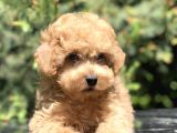 Tedyface Toy Poodle Yavrumuz