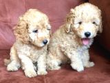 Safkan Toypoodle