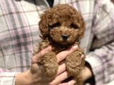 Bebek Surat Toy Poodle Yavrular