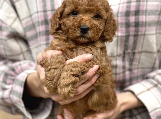 Bebek Surat Toy Poodle Yavrular görsel