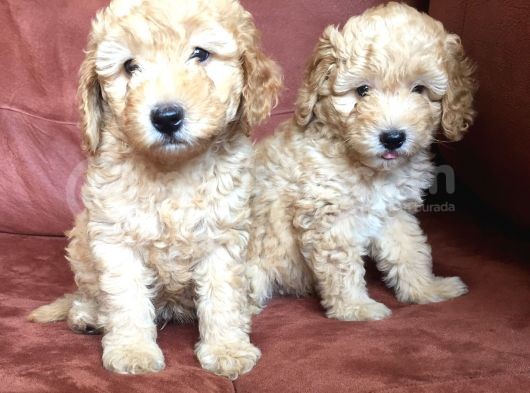 Safkan Toypoodle görsel