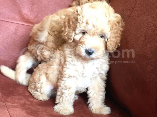 Safkan Toypoodle görsel