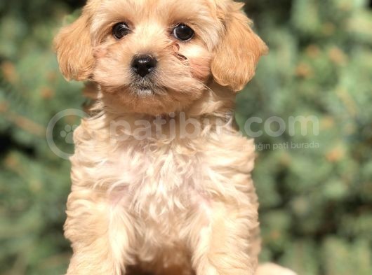 Dizayn Irk Maltıpoo Yavrularımız