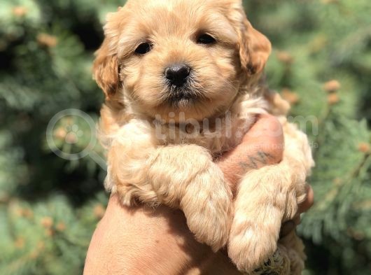 Orjinal Maltıpoo Güzelliği