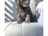 Safkan Toypoodle